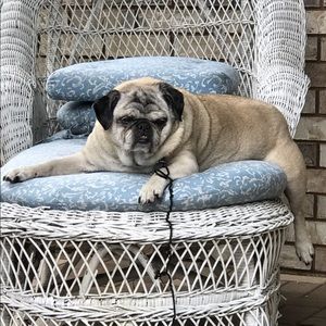 Meet your Posher, Kiki